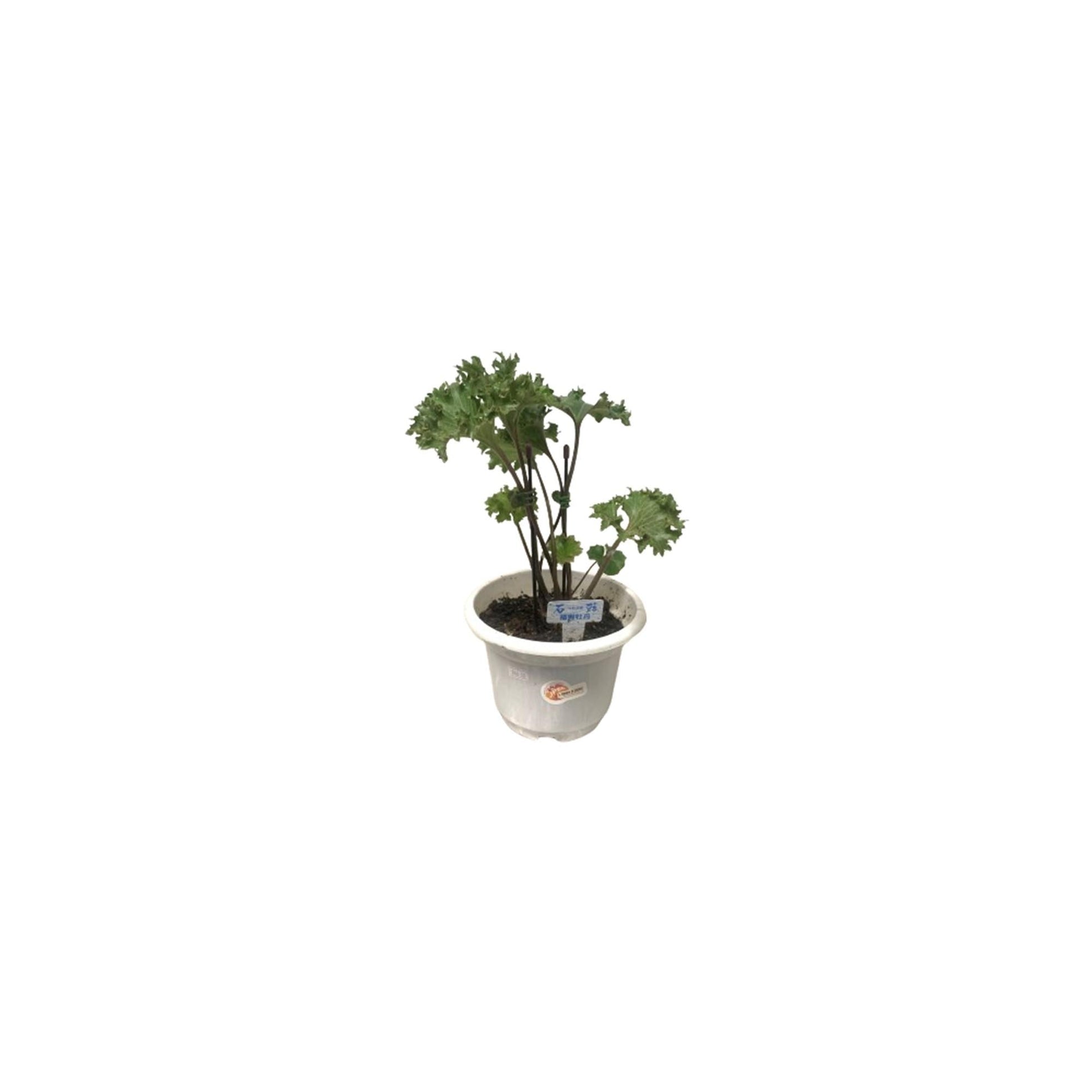 Aralia, Polyscias, Assorted - View 11 from www redcrocus com