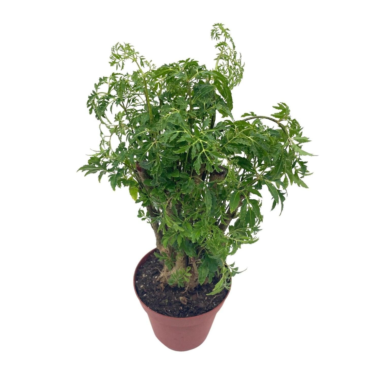 Aralia, Polyscias, Assorted - View 13 from www redcrocus com