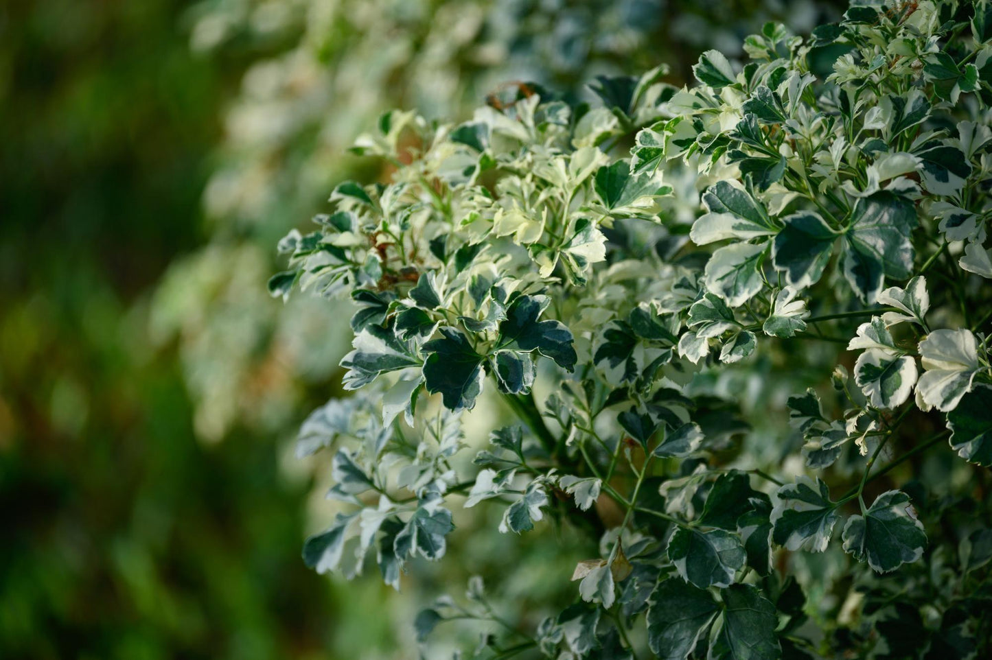 Aralia, Polyscias, Assorted - View 14 from www redcrocus com
