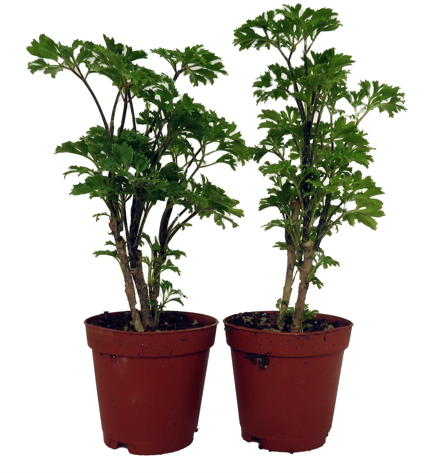 Aralia, Polyscias, Assorted - View 15 from www redcrocus com