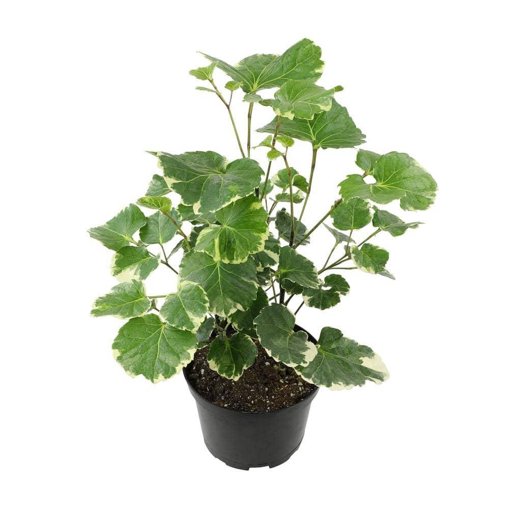 Aralia, Polyscias, Assorted - View 17 from www redcrocus com