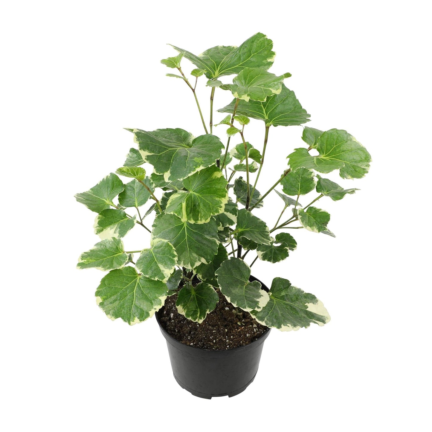 Aralia, Polyscias, Assorted - View 18 from www redcrocus com
