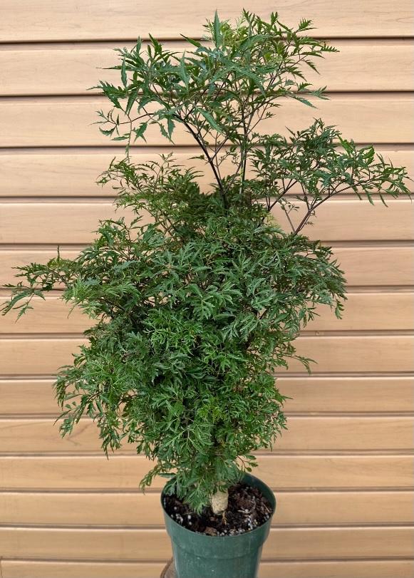 Aralia, Polyscias, Assorted - View 19 from www redcrocus com