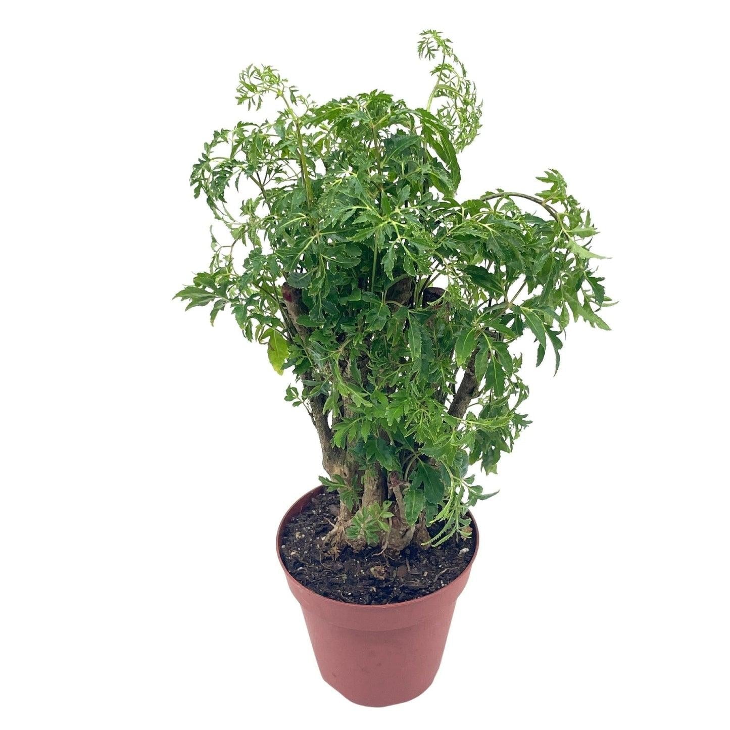 Aralia, Polyscias, Assorted - View 20 from www redcrocus com