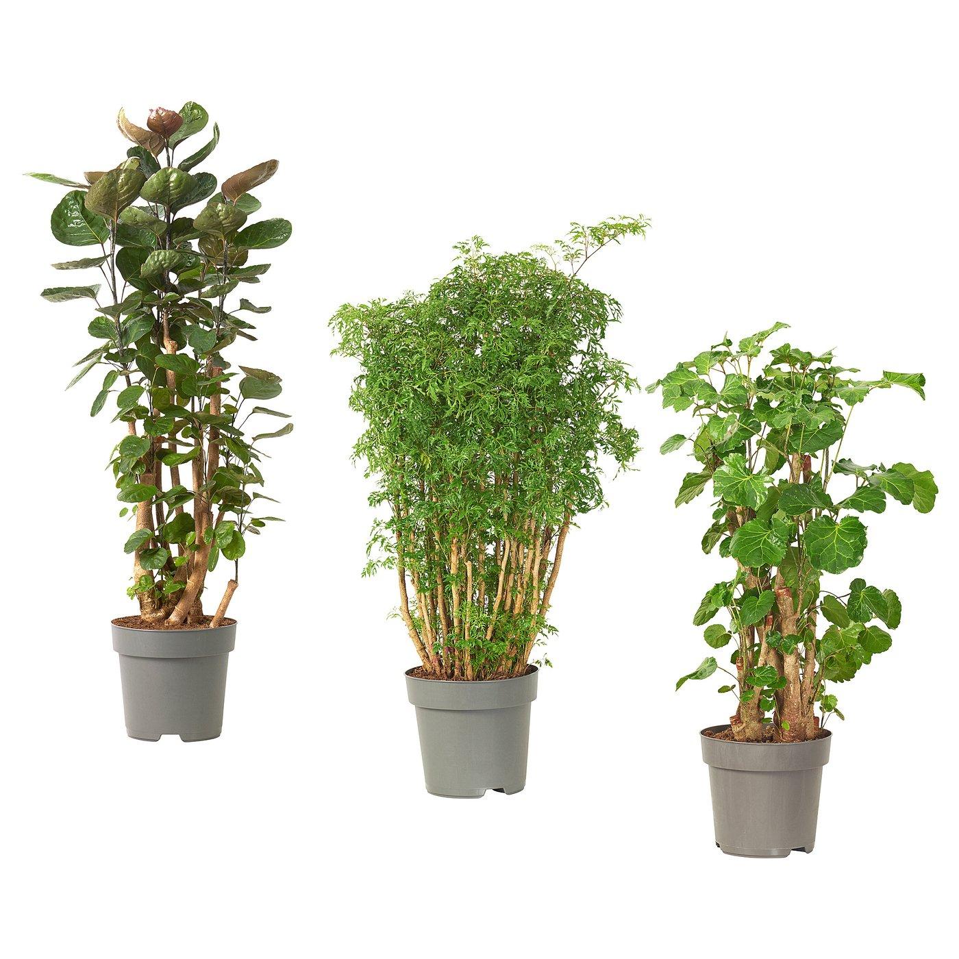 Aralia, Polyscias, Assorted - View 24 from www redcrocus com