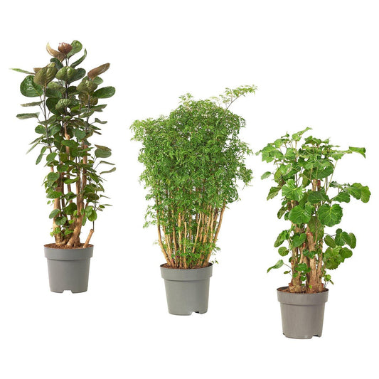 Aralia, Polyscias, Assorted - View 24 from www redcrocus com
