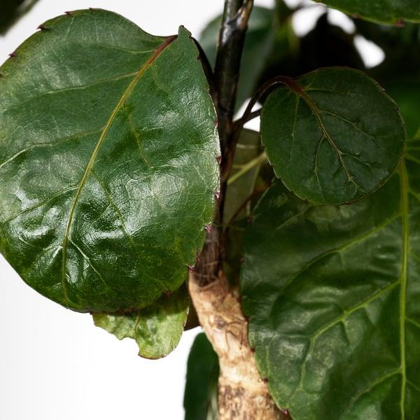 Aralia, Polyscias, Assorted - View 25 from www redcrocus com