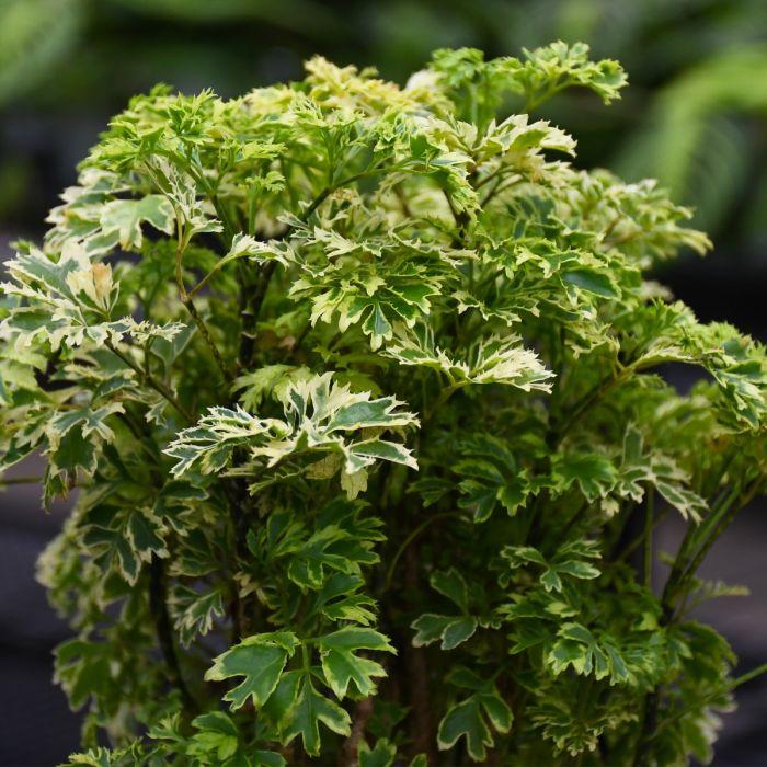 Aralia, Polyscias, Assorted - View 28 from www redcrocus com