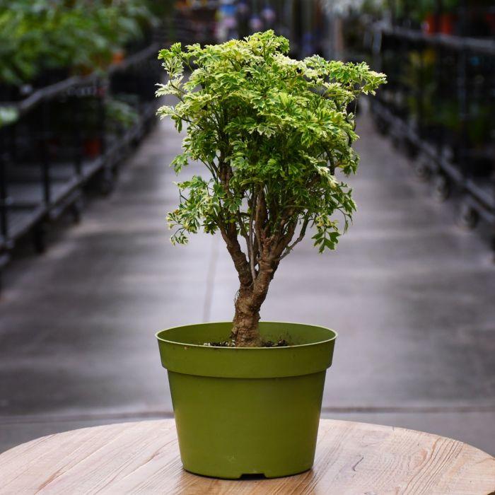 Aralia, Polyscias, Assorted - View 30 from www redcrocus com