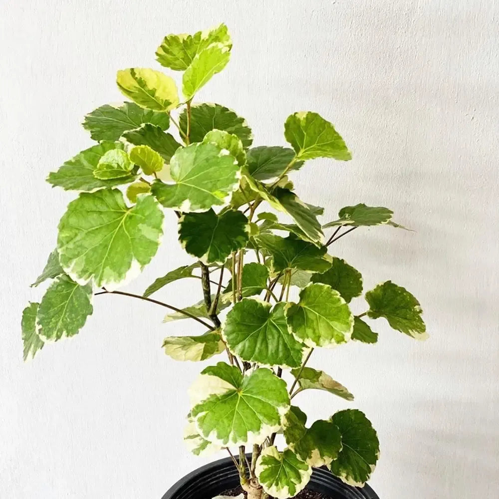 Aralia, Polyscias, Assorted - View 32 from www redcrocus com