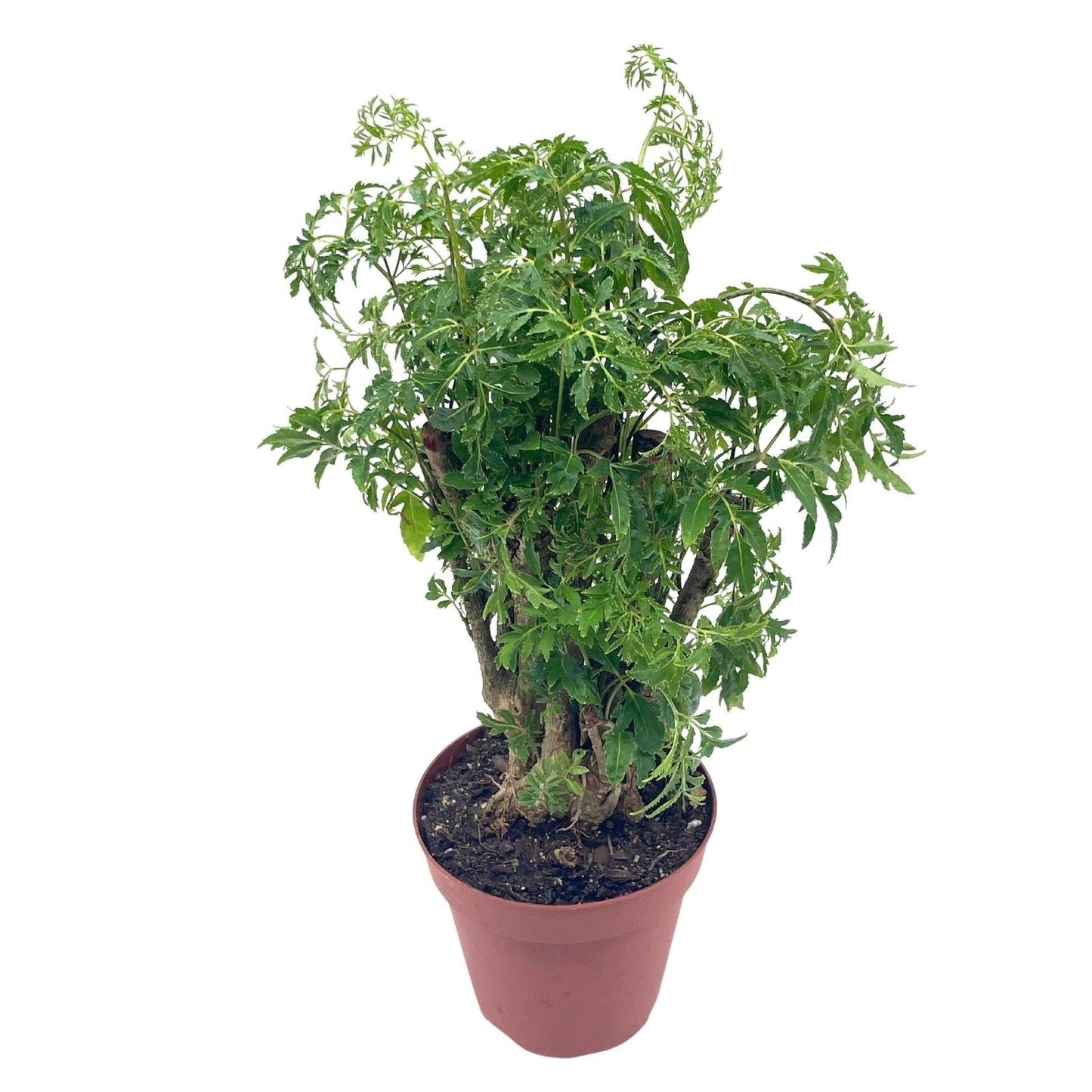 Aralia, Polyscias, Assorted - View 33 from www redcrocus com