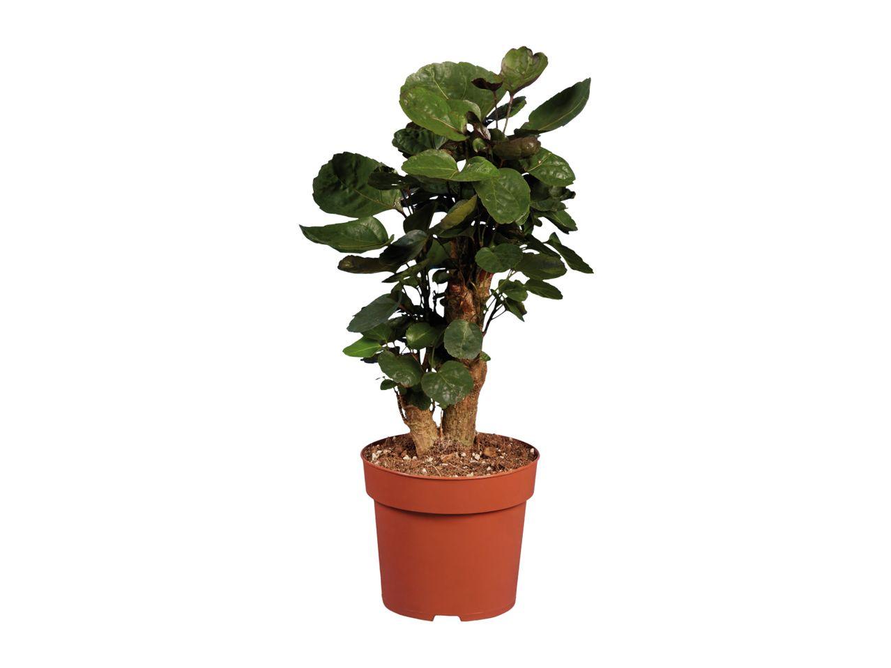 Aralia, Polyscias, Assorted - View 34 from www redcrocus com
