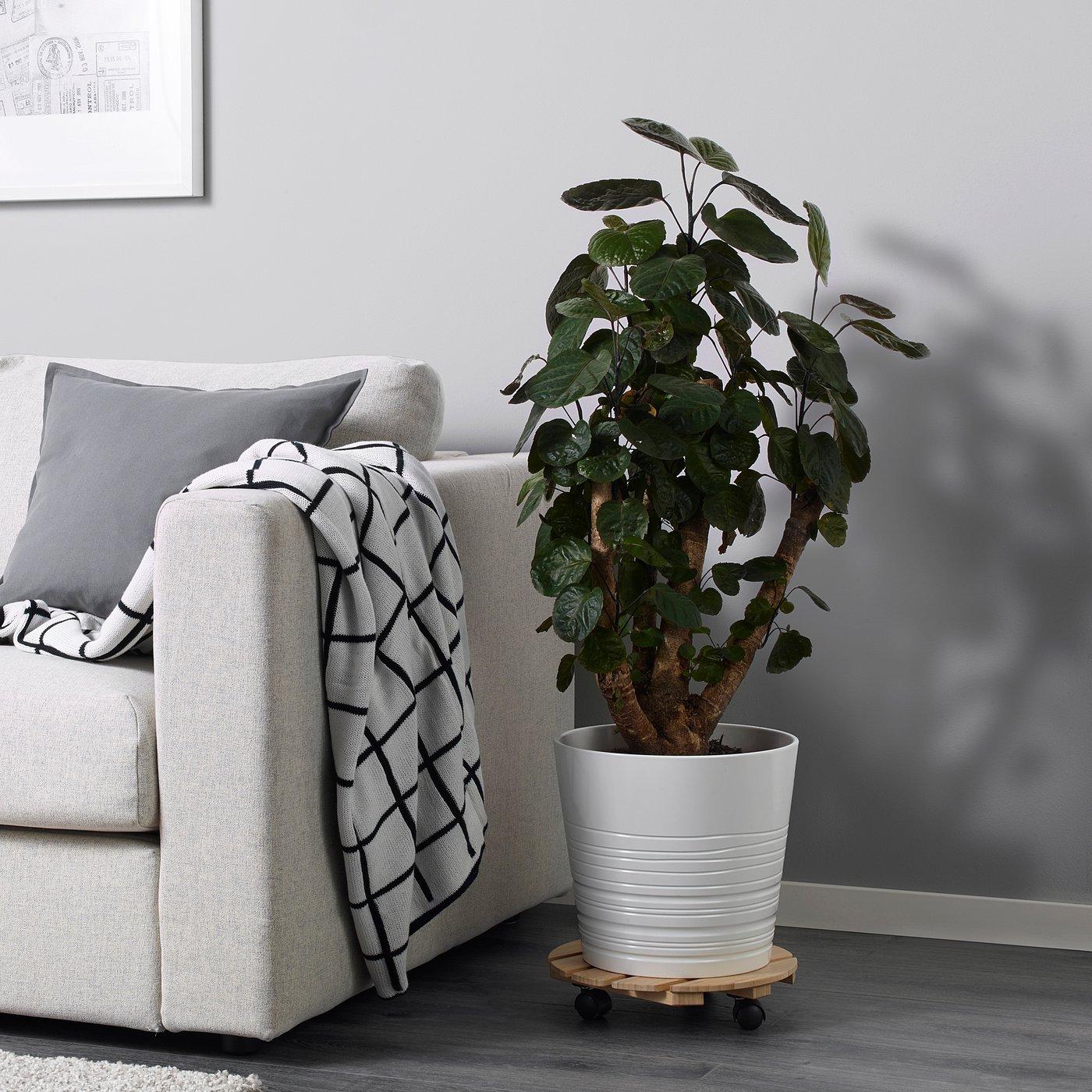 Aralia, Polyscias, Assorted - View 40 from www redcrocus com