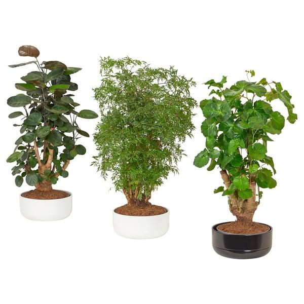 Aralia, Polyscias, Assorted - View 5 from www redcrocus com