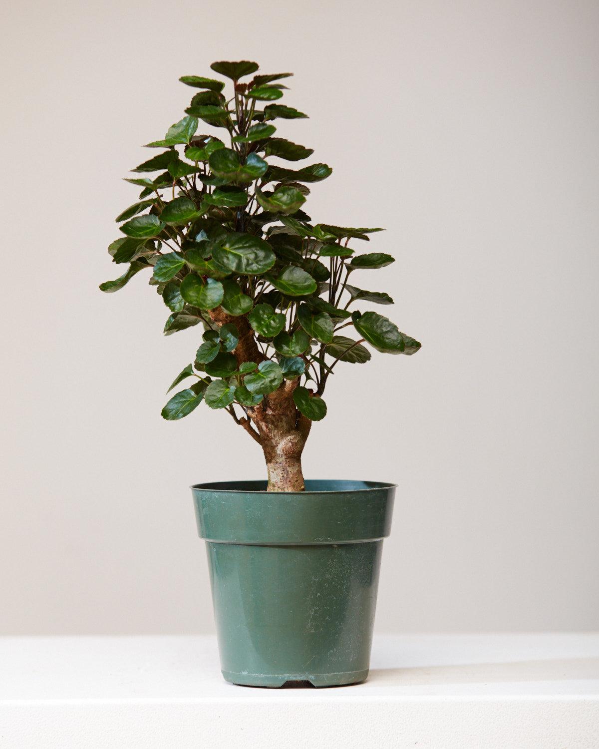 Aralia, Polyscias, Assorted - View 7 from www redcrocus com