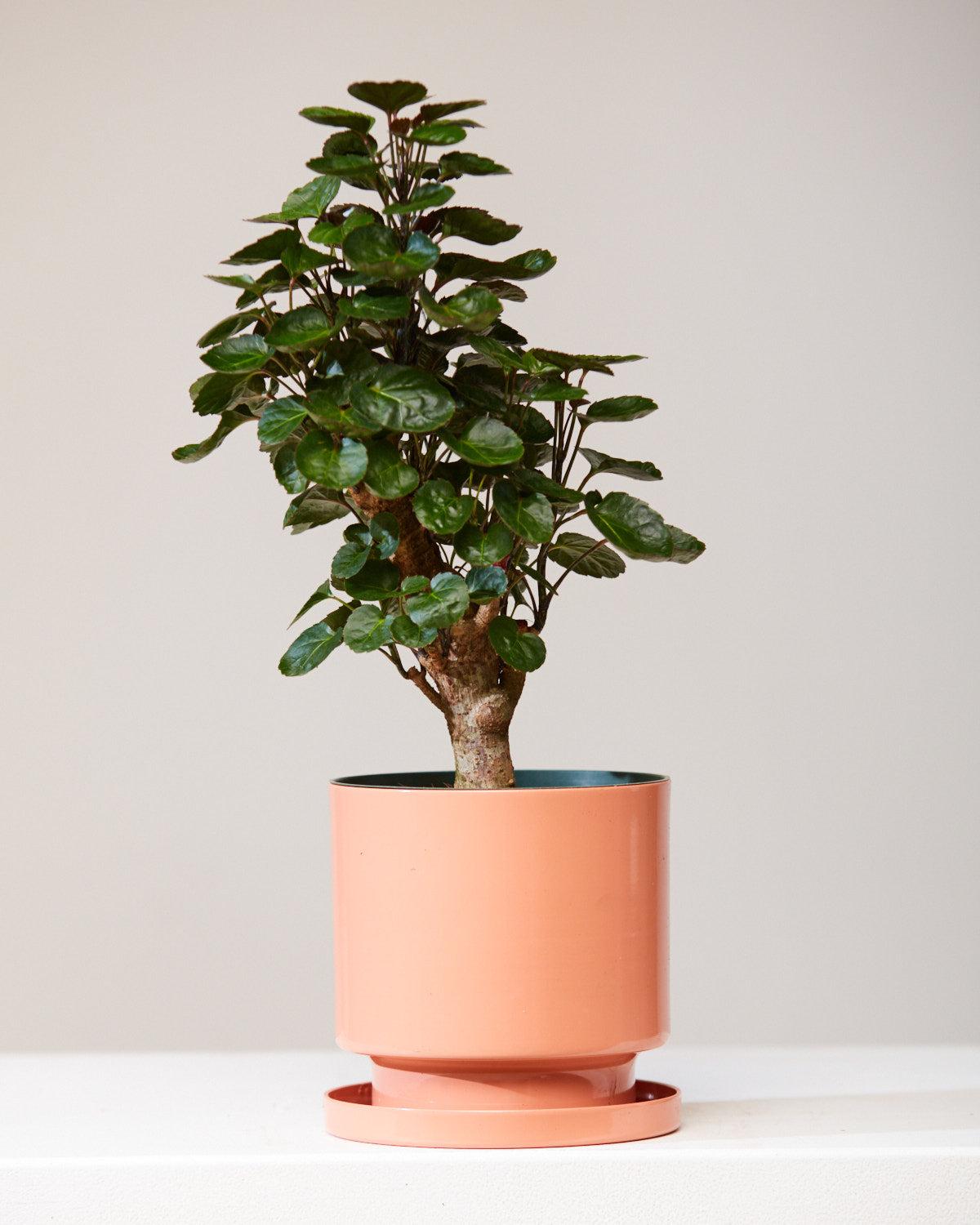 Aralia, Polyscias, Assorted - View 8 from www redcrocus com