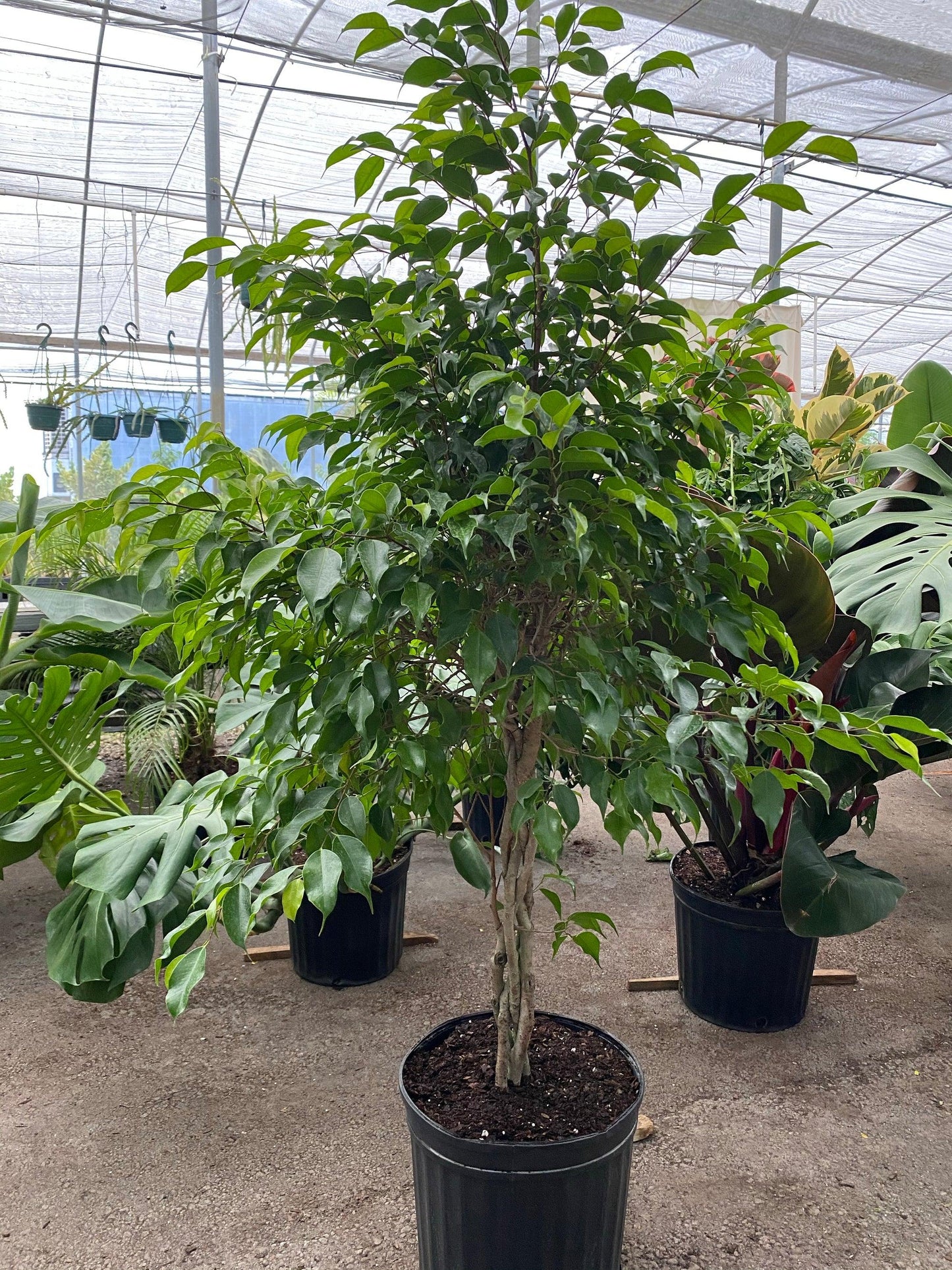 Ficus Benjamina Standard Or Braid - View 11 from www redcrocus com