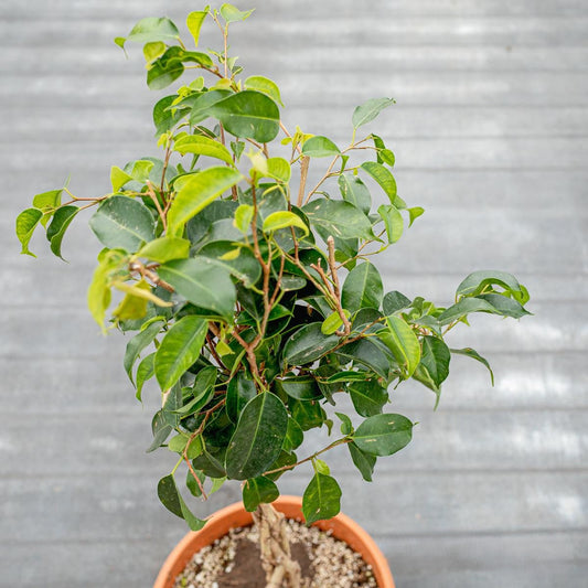 Ficus Benjamina Standard Or Braid - View 1 from www redcrocus com