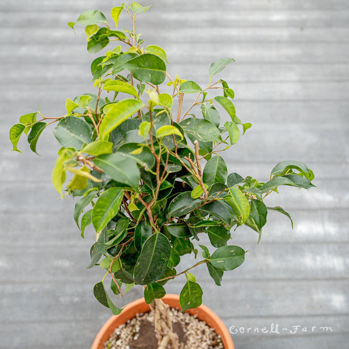 Ficus Benjamina Standard Or Braid - View 2 from www redcrocus com