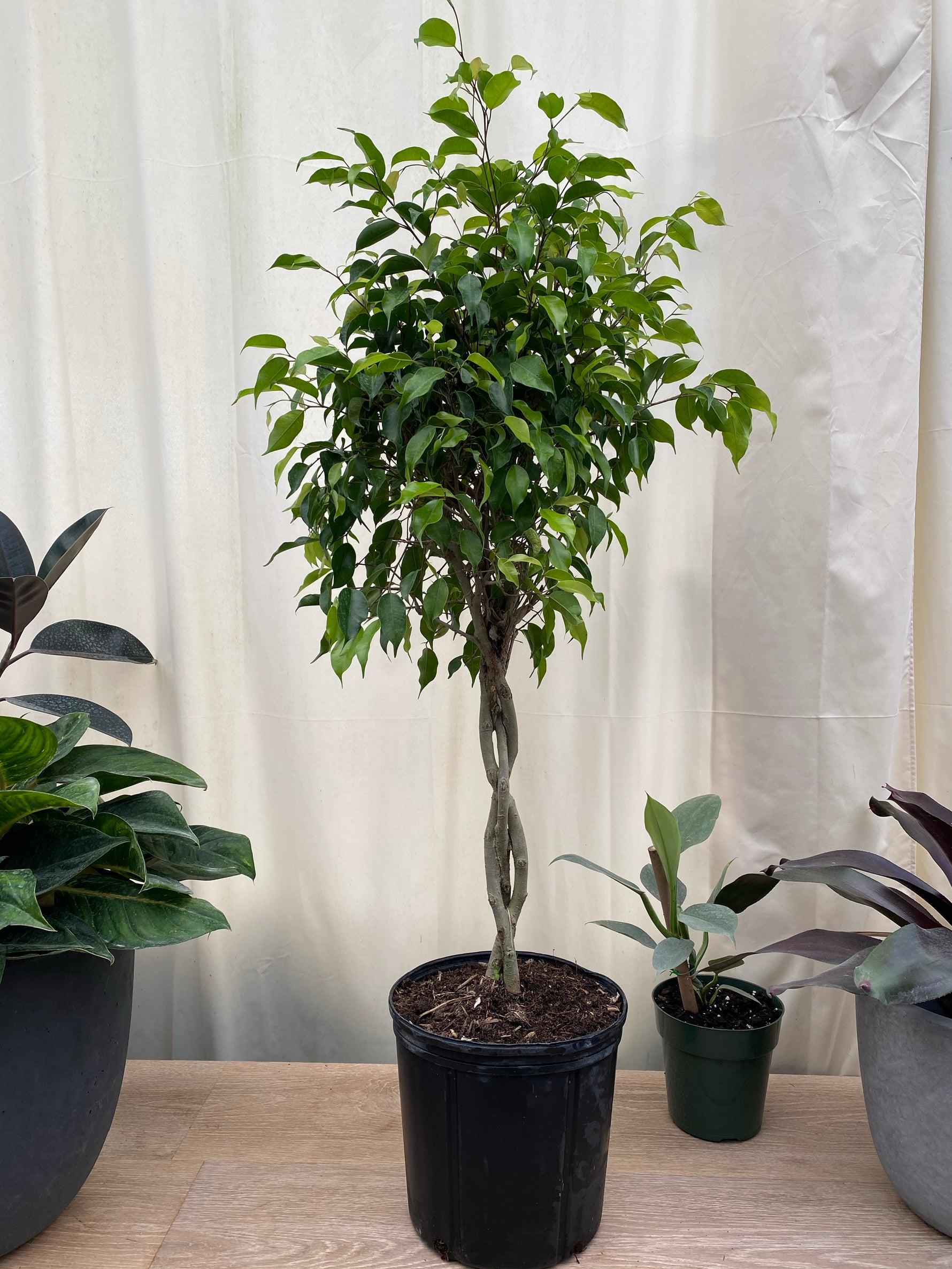 Ficus Benjamina Standard Or Braid - View 7 from www redcrocus com