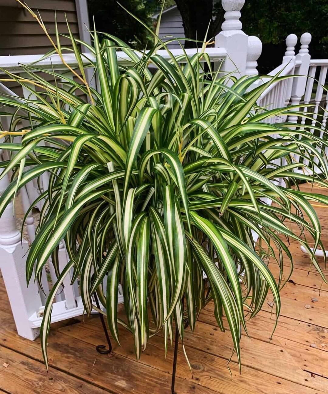 Spider Plant Chlorophytum Assorted - View 10 from www redcrocus com