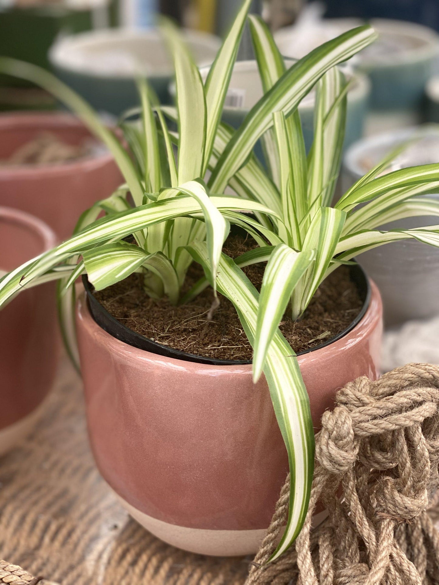 Spider Plant Chlorophytum Assorted - View 11 from www redcrocus com