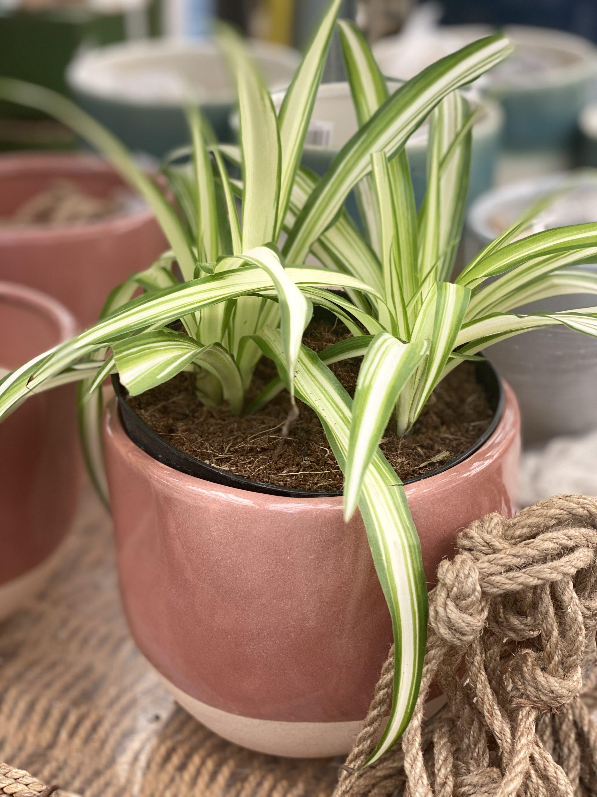 Spider Plant Chlorophytum Assorted - View 11 from www redcrocus com