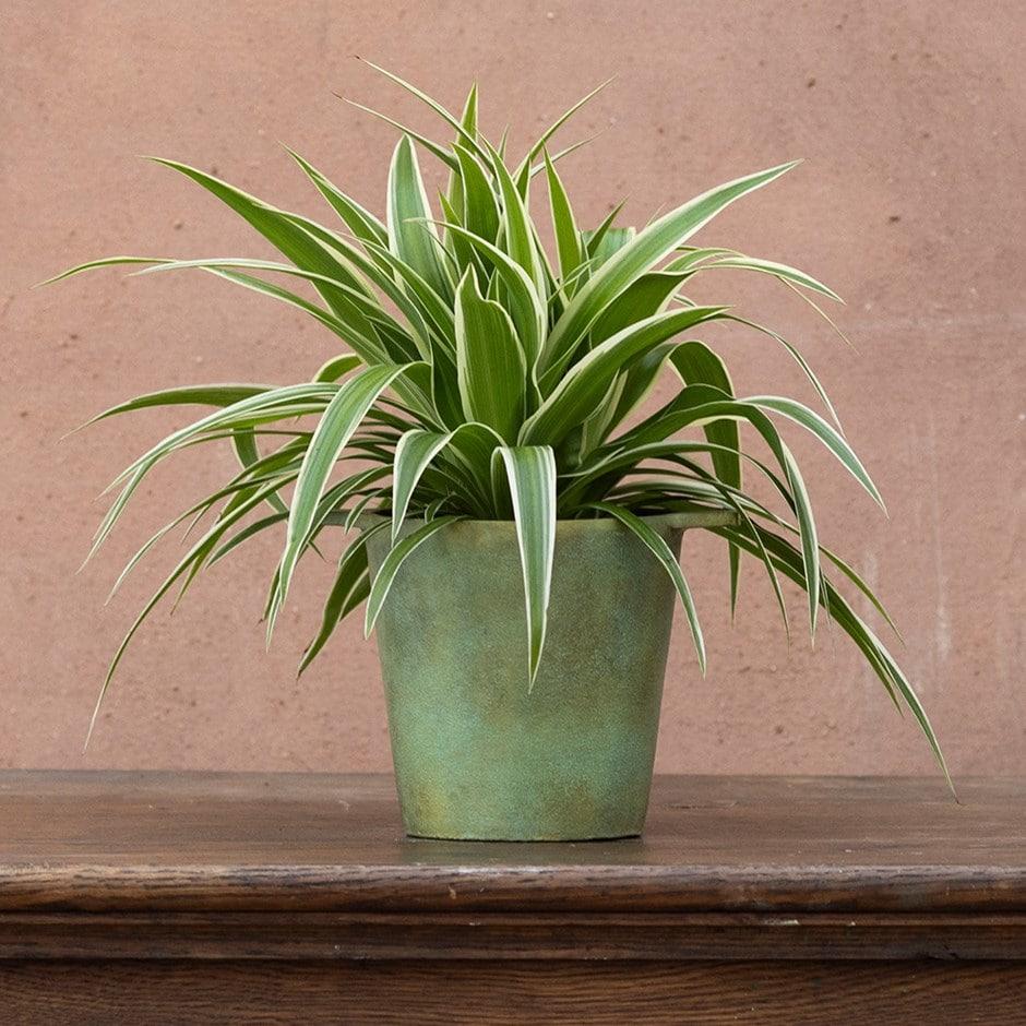 Spider Plant Chlorophytum Assorted - View 14 from www redcrocus com
