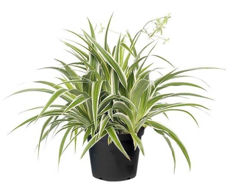 Spider Plant Chlorophytum Assorted - View 16 from www redcrocus com