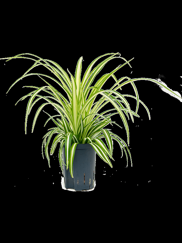 Spider Plant Chlorophytum Assorted - View 16 from www redcrocus com