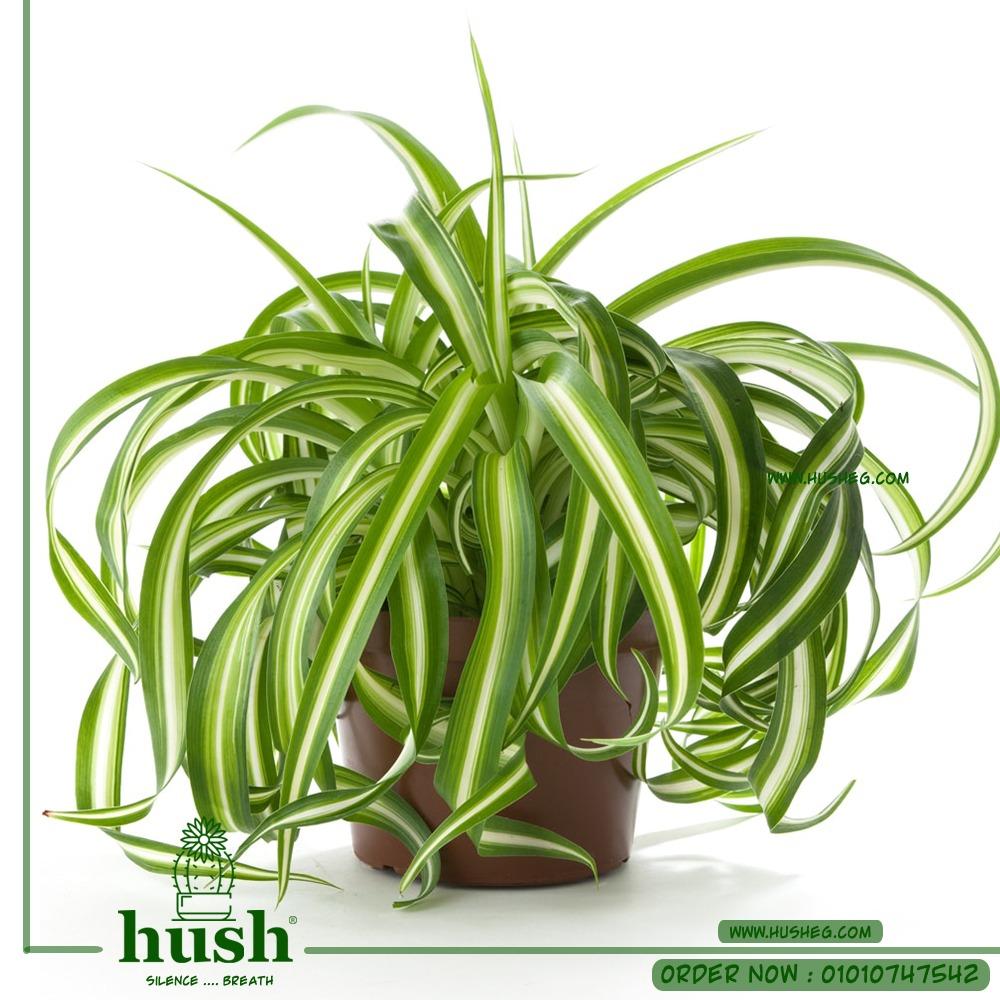 Spider Plant Chlorophytum Assorted - View 17 from www redcrocus com