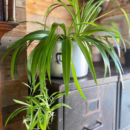 Spider Plant Chlorophytum Assorted - View 18 from www redcrocus com