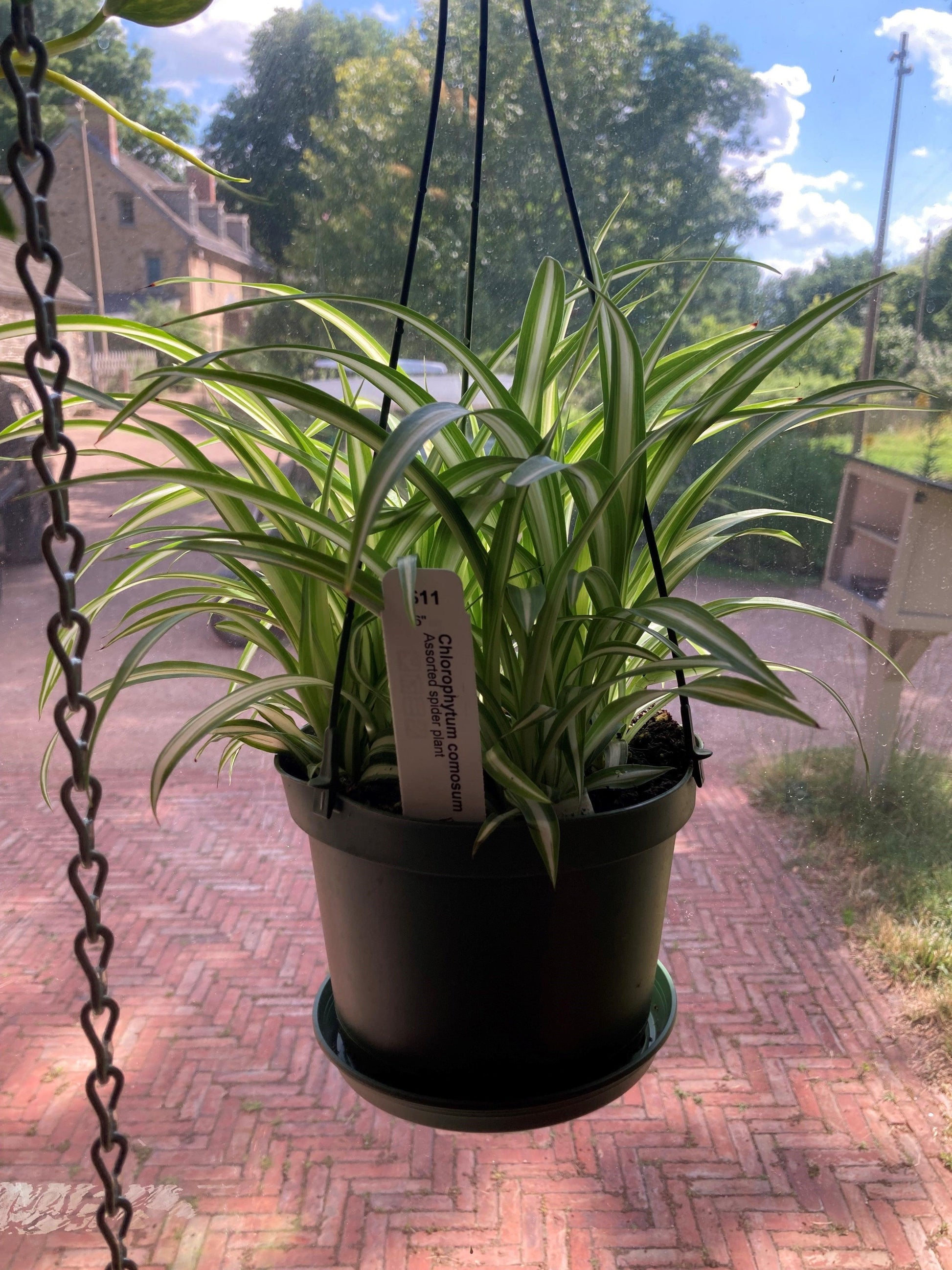 Spider Plant Chlorophytum Assorted - View 1 from www redcrocus com