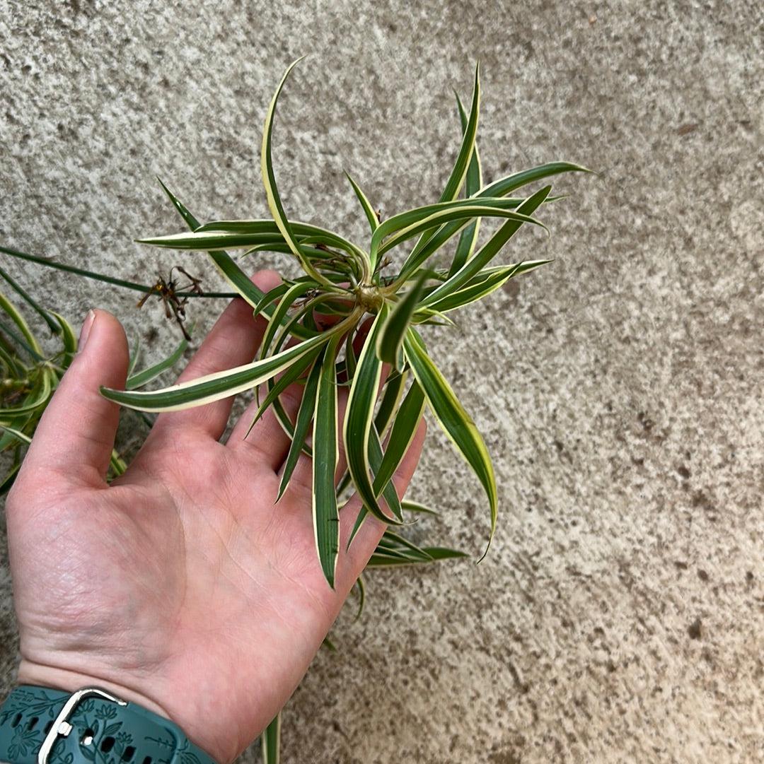 Spider Plant Chlorophytum Assorted - View 3 from www redcrocus com