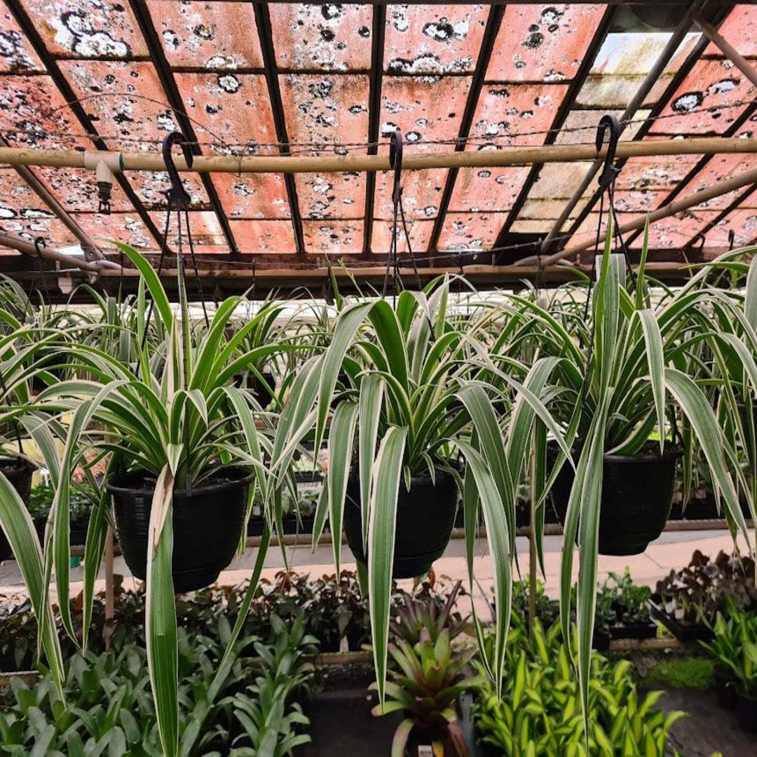 Spider Plant Chlorophytum Assorted - View 5 from www redcrocus com