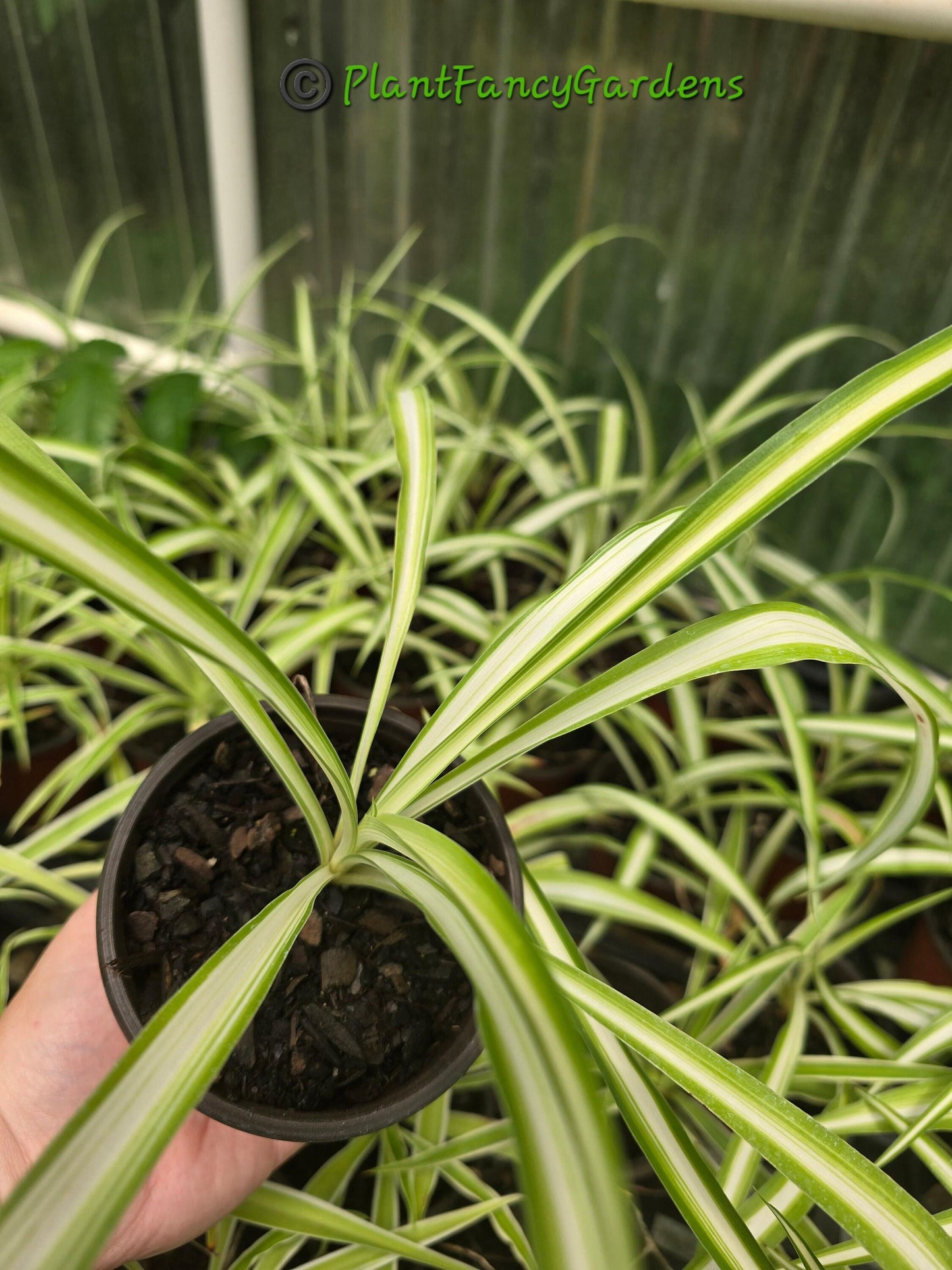 Spider Plant Chlorophytum Assorted - View 6 from www redcrocus com