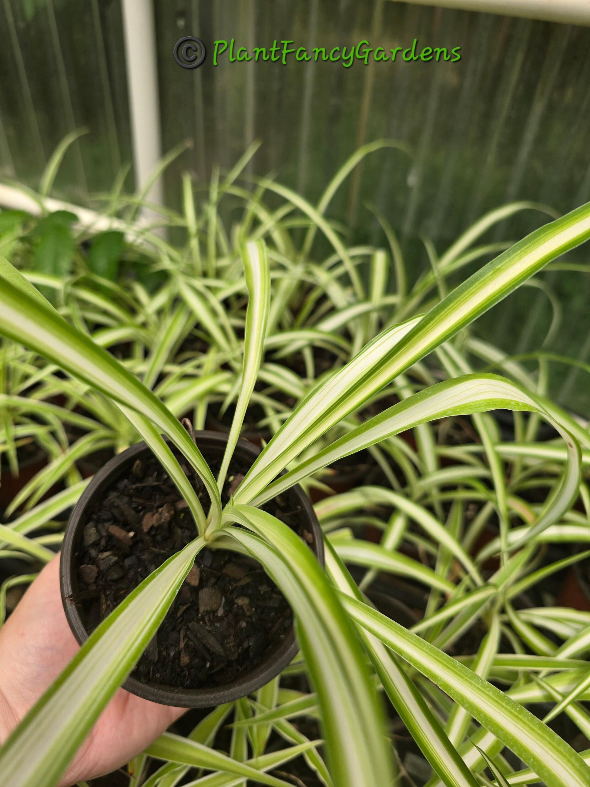 Spider Plant Chlorophytum Assorted - View 6 from www redcrocus com