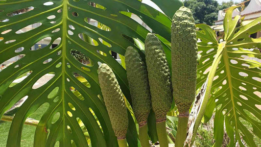 Monstera Deliciosa - View 10 from www redcrocus com