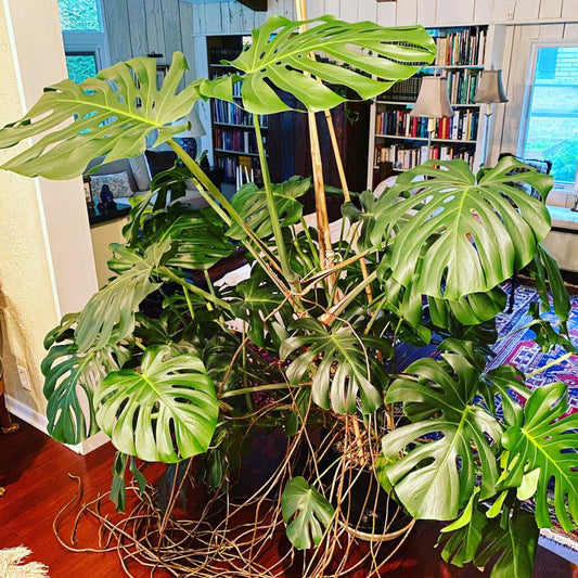 Monstera Deliciosa - View 11 from www redcrocus com