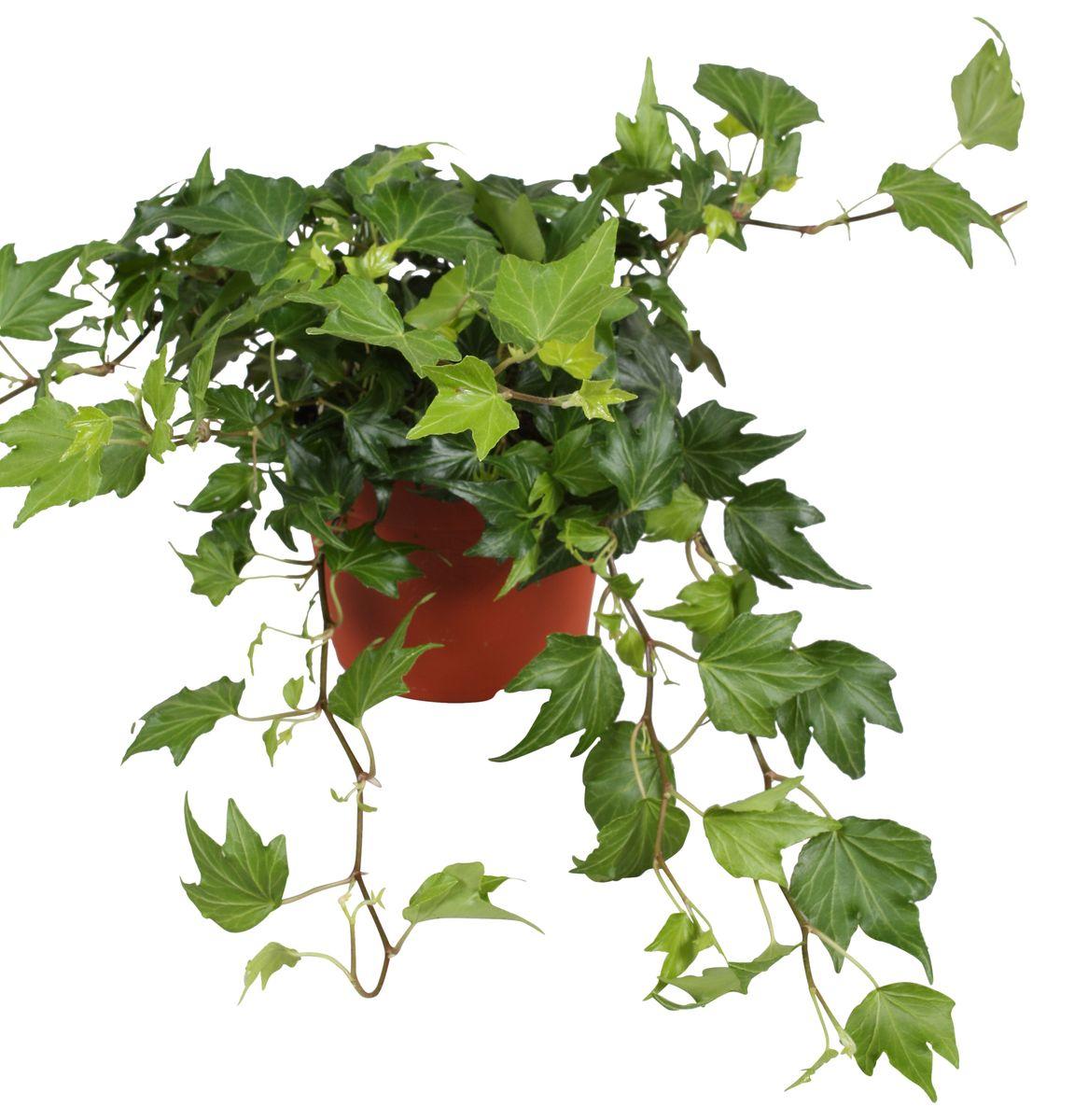 Hedera Helix Green - View 10 from www redcrocus com