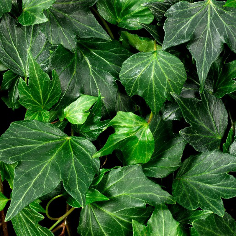 Hedera Helix Green - View 17 from www redcrocus com