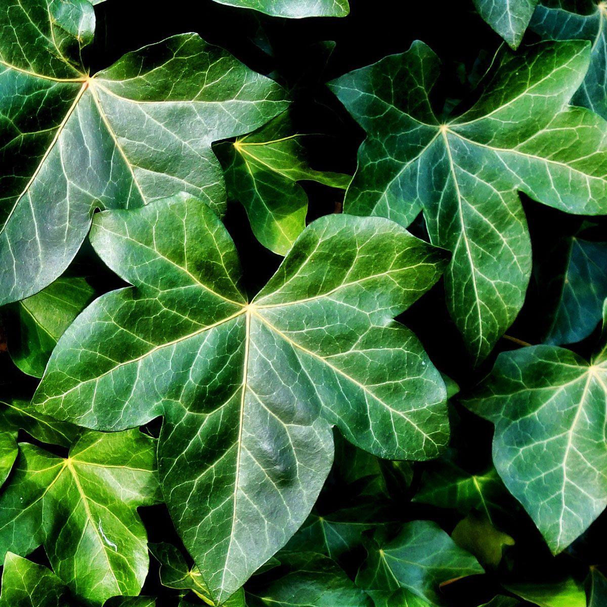 Hedera Helix Green - View 1 from www redcrocus com