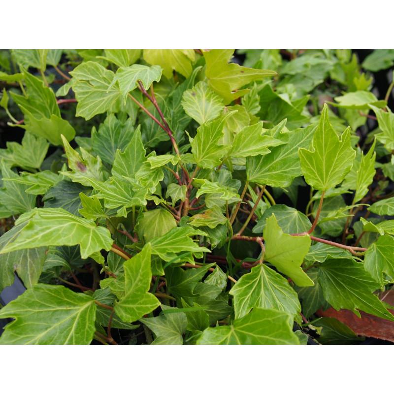 Hedera Helix Green - View 8 from www redcrocus com