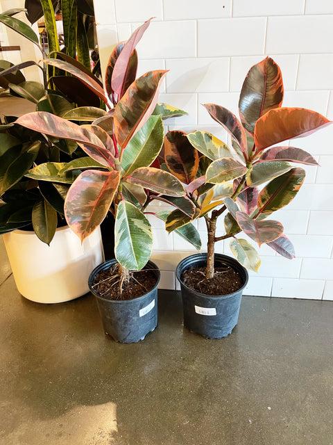 Ficus Elastica 'ruby' - View 11 from www redcrocus com
