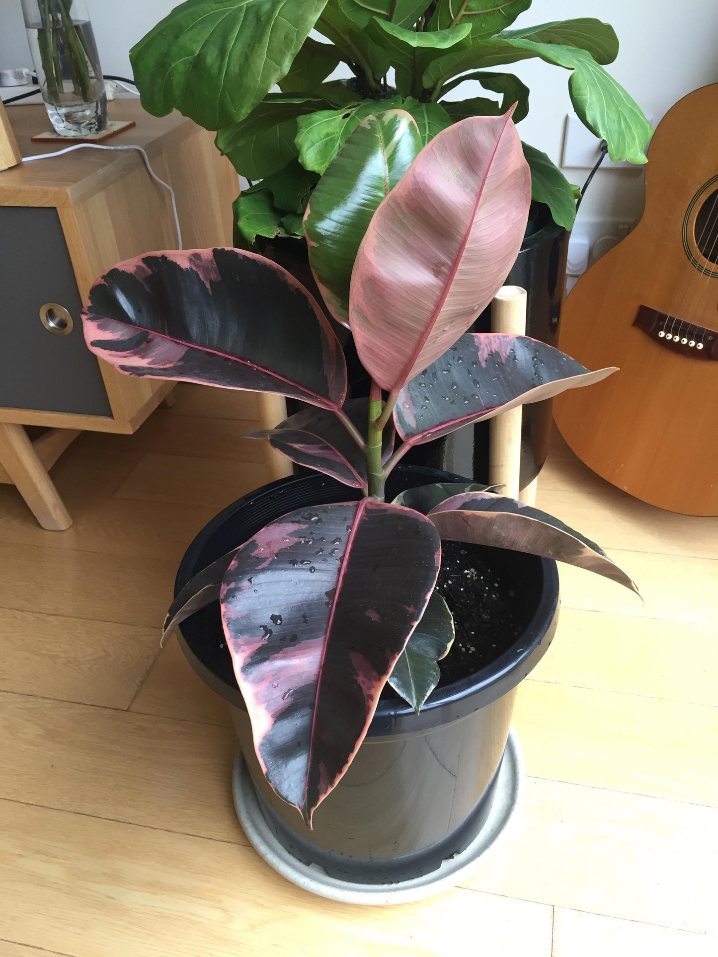Ficus Elastica 'ruby' - View 13 from www redcrocus com