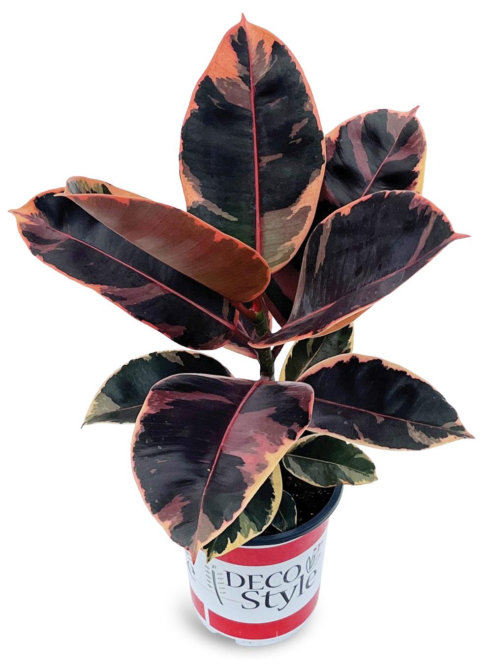 Ficus Elastica 'ruby' - View 14 from www redcrocus com