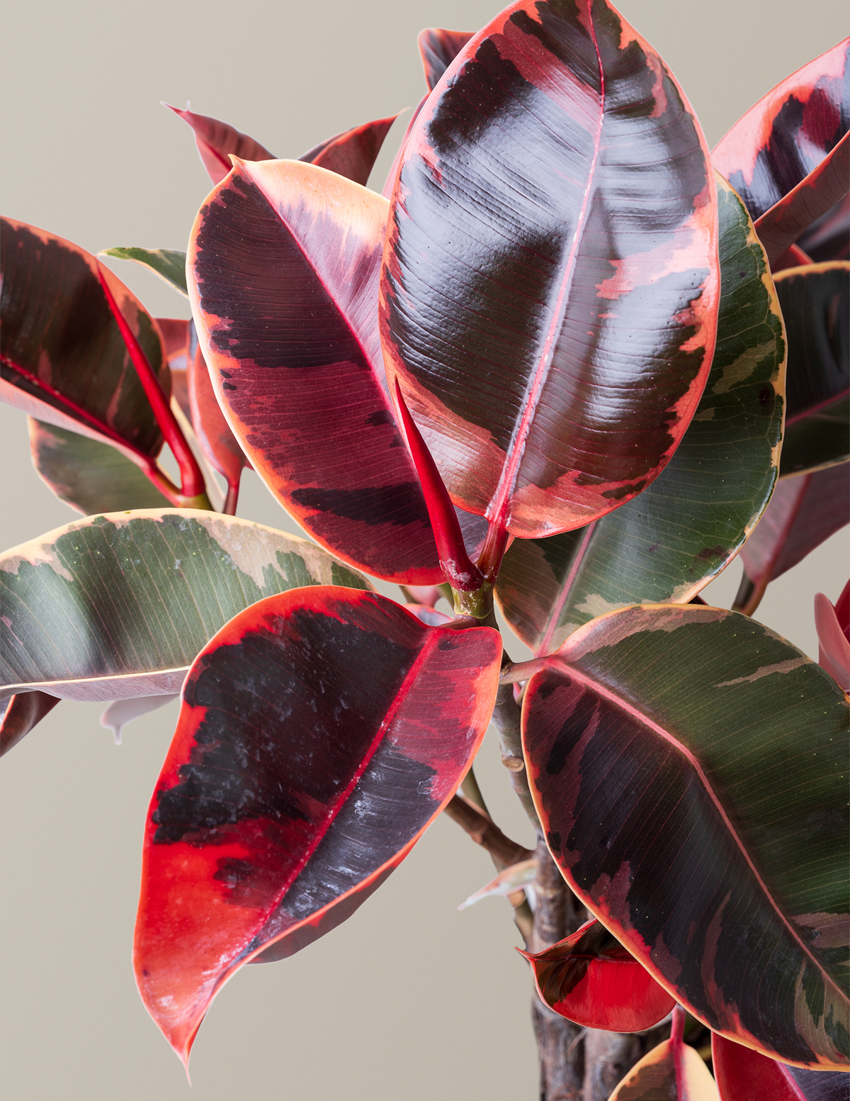 Ficus Elastica 'ruby' - View 15 from www redcrocus com