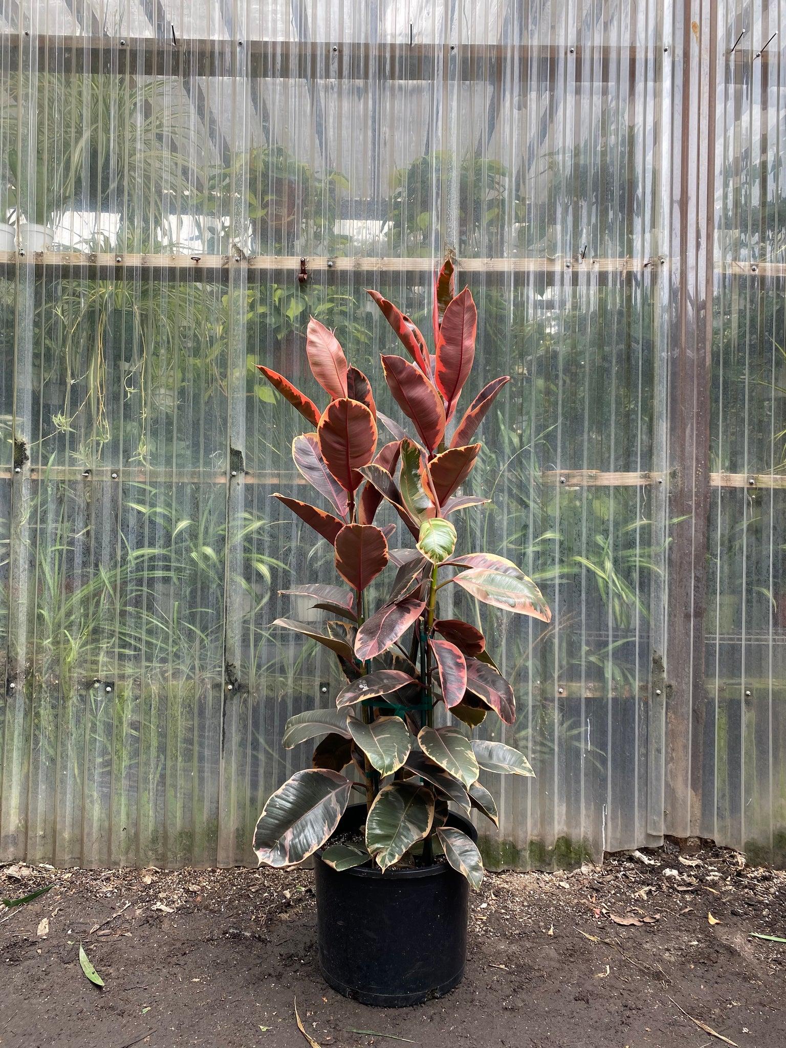 Ficus Elastica 'ruby' - View 1 from www redcrocus com