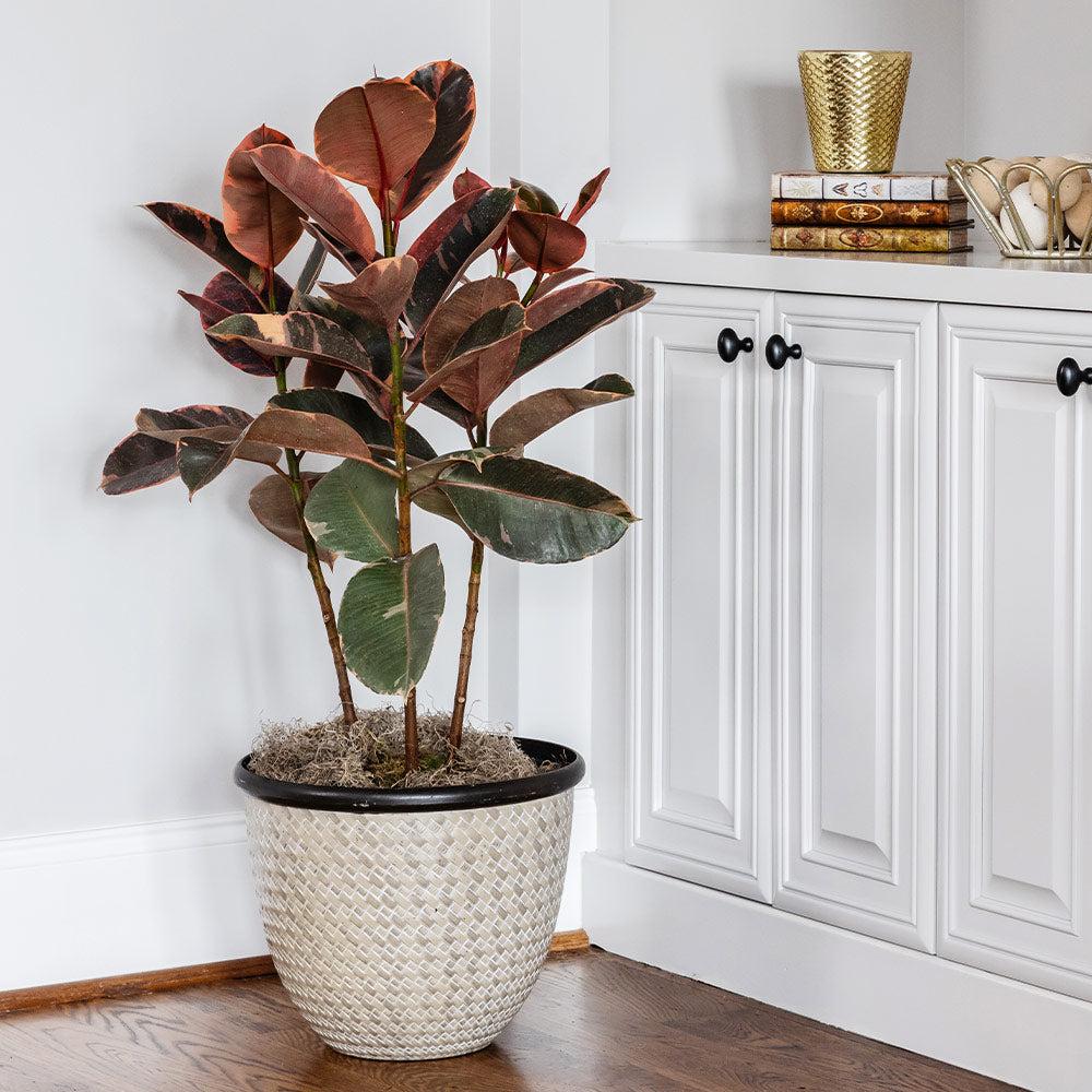 Ficus Elastica 'ruby' - View 22 from www redcrocus com
