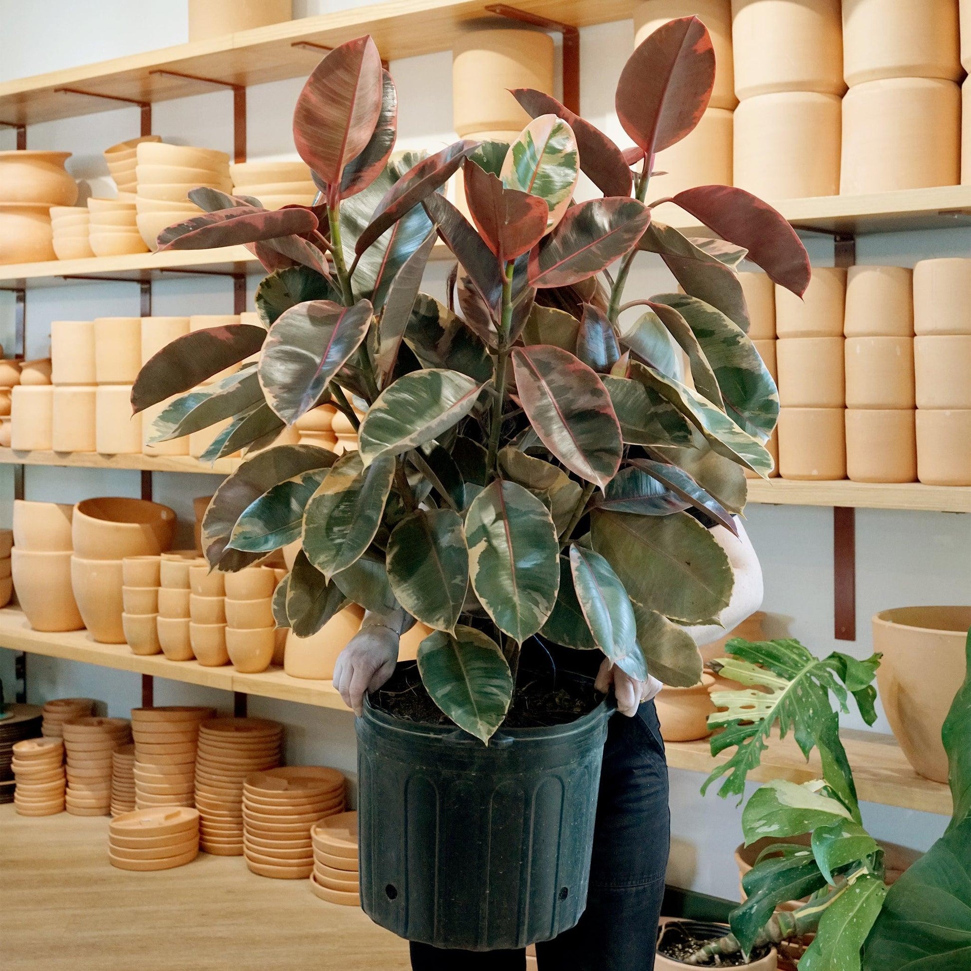 Ficus Elastica 'ruby' - View 24 from www redcrocus com